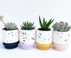 chau-trong-cay-da-mai-terrazzo - ảnh nhỏ  1