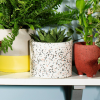 chau-trong-cay-da-mai-terrazzo - ảnh nhỏ  1