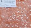 da-mai-terrazzo-at247 - ảnh nhỏ  1