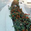 bon-cay-ghe-ngoi-terrazzo - ảnh nhỏ  1